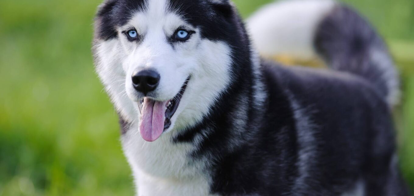 The Best Guard Dog for Your Homestead – Mother Earth News - Vimarsana News